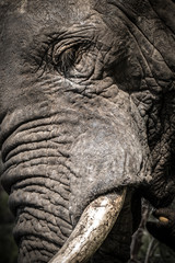 Wall Mural - Nahaufnahme Kopf afrikanischer Elefant (Loxodonta africana)