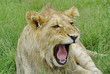 Junger Löwe beim Gähnen