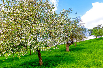 Wall Mural - Grüne Hessische Frühlingslandschaft mit Apfelbäumen