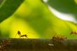 © frank29052515 - Red ant,Weaver Ants (Oecophylla smaragdina),Action of ant, ant standing