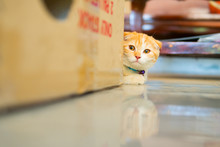 A Cat Plays Hide And Seek In A Cardboard Box