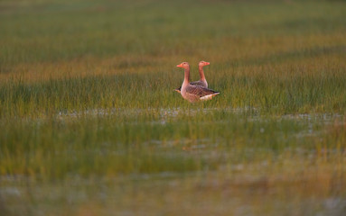 Two greylag geese in tall grass lit by morning sunlight.