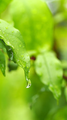 Wall Mural - Closeup water drops on green leaf in nature background, rainy season