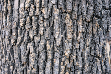 Wall Mural - Rough tree bark texture background,natural surface backdrop.