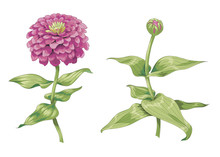 Beautiful Pink Zinnia Flowers Isolated On White Background. One Unblown Bud On A Stem With Green Leaves. Botanical Vector Illustration.