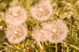 Fototapeta Dmuchawce - Selective focus on dandelion flowers on nature background.  Springtime in meadow.