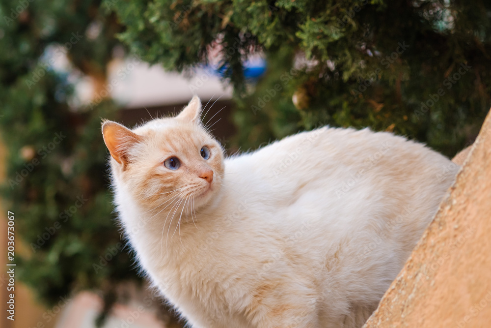 Photo Art Print Jolie Chat Blanc Et Roux Avec Les Yeux