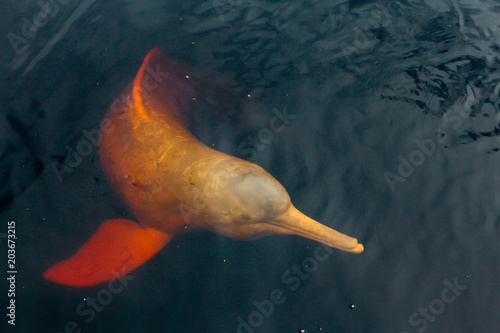 Fototapeta Rzadki różowy delfin "boto cor de rosa" pływający po Murze w brazylijskiej Amazonii.