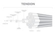 tendon anatomy vector