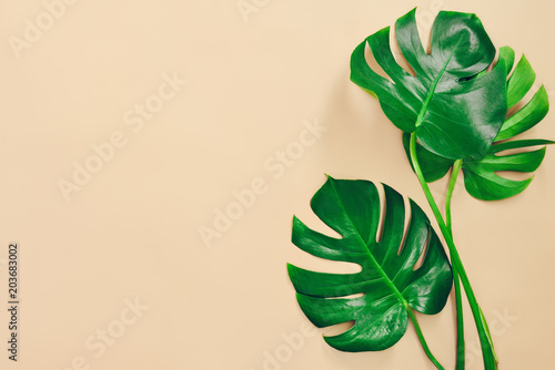 Naklejka na szybę Monstera leaves summer background