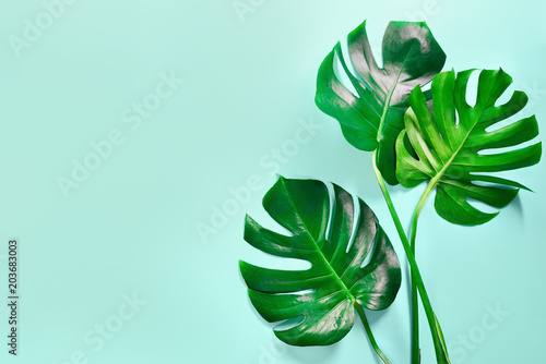 Fototapeta na wymiar Monstera leaves summer background