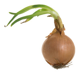 Poster - Onion isolated on white background