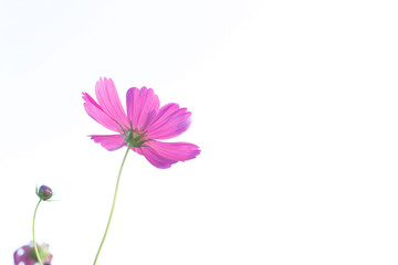 Wall Mural - Beautiful purple cosmos flower in garden with sunlight and blue sky