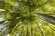 A natural green roof. Bottom up view of a Giant Bamboo garden in Rome during Springtime.