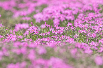 Wall Mural - pink phlox on the spring sunny lawn. beautiful nature flowers holiday background.
