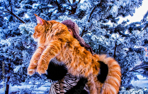 frosty forest siberians