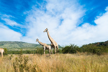 Giraffes Grazing In The Wild