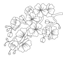 Black-and-white Sketch Of A Cherry Blossom Branch. Vector Illustration.