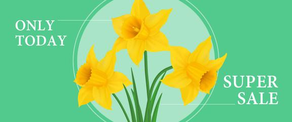 Poster - Only today super sale banner design with three daffodils in round frame on green background. Typed text can be used for labels, flyers, signs, posters.