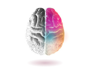 Wall Mural - Right brain fuction present isolated on white BG