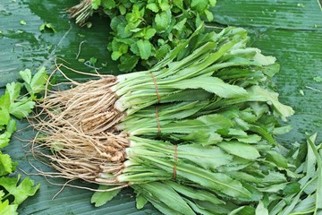 Canvas Print - fresh parsley asia for cooking at market