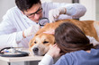 © Elnur - Doctor and assistant checking up golden retriever dog in vet cli