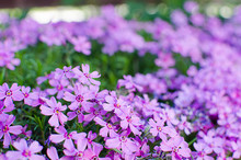 Little Flowers Blooming Phlox Pink With