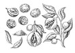 Nutmeg spice vector drawing. Ground seasoning nut sketch. Dried seeds and fresh mace fruits Herbal