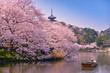 japan. Cherry blossom Sakura.