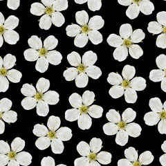  Seamless pattern. White cherry flowers on a black background.