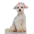 seated furry bichon looking to side while wearing flowers headband