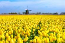Tulip Fields And Windmill In Holland, Netherlands.