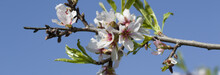 Spring White Flowers On A Tree Against The Blue Sky. Panoramic  Spring Cherry Blossoms Flowers.