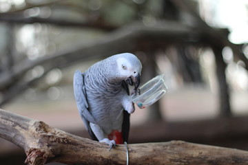 Wall Mural - Black and white parrot eating On the branch