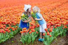 Kids In Tulip Flower Field. Windmill In Holland