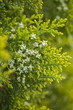 thuja branches background