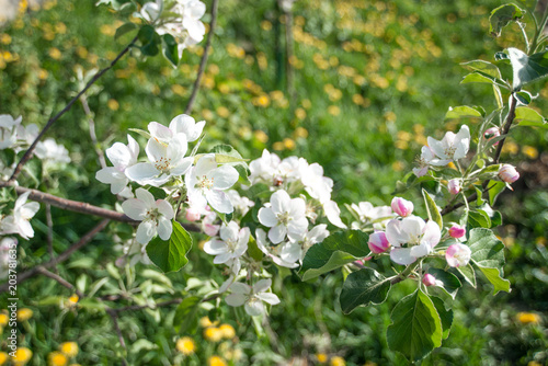 Zdjęcie XXL Blossomed jabłoń