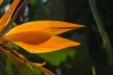 Sticker - Close up of tropical flower with bright orange petals