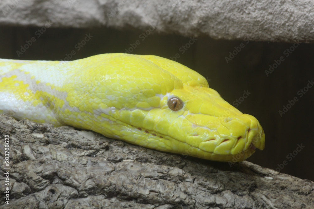 python réticulé albinos Python reticulatus Stock Photo | Adobe Stock