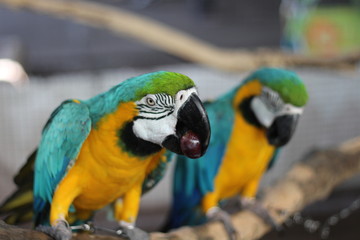 Wall Mural - Blue parrot eating food On the branches