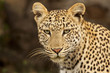 Leopard Poses in Grassland