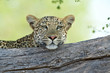 Leopard poses in tree bough