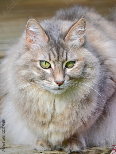 Blue Silver Tabby Turkish Angora Cat Buy This Stock Photo And