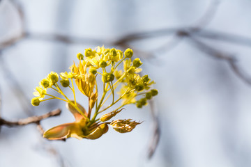 Wall Mural - Beautiful maple branch yellow flowers and first leaves close-up. Spring nature floral background. soft focus