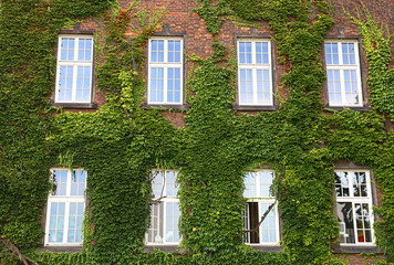 Windows of old house on wall mantled with ivy