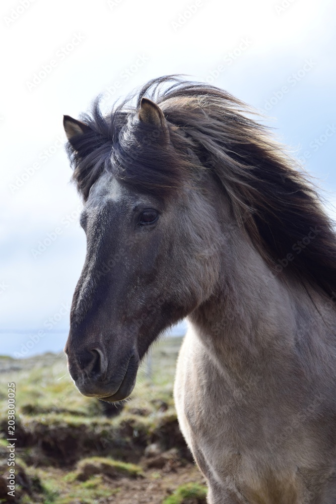 Portrait of an Icelandic horse, blue dun - obrazy, fototapety, plakaty 