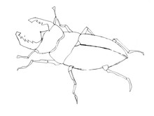 Contour Decorative Drawing Of A Horned Beetle In Graphic  Style For Coloring