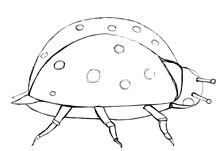 Contour Decorative Drawing Of A Ladybird In Graphic   Style For Coloring