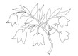 © astronira - Outline drawing of a flower for coloring