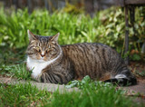 Fototapeta Zwierzęta - tabby cat in a yard with grass and plants around looking at the camera